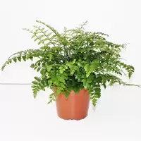Asplenium Parvetti