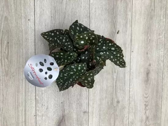Begonia BD Stippenplant