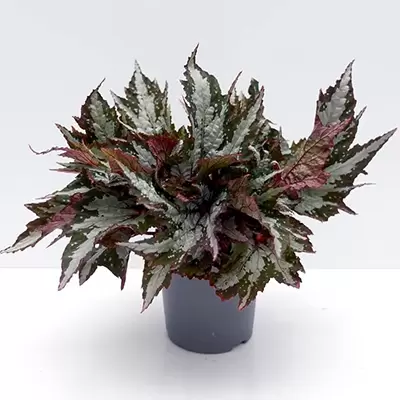 Bladbegonia Sumatra Green