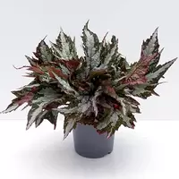 Bladbegonia Sumatra Green