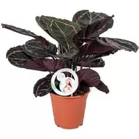 Calathea Dottie ASP P14