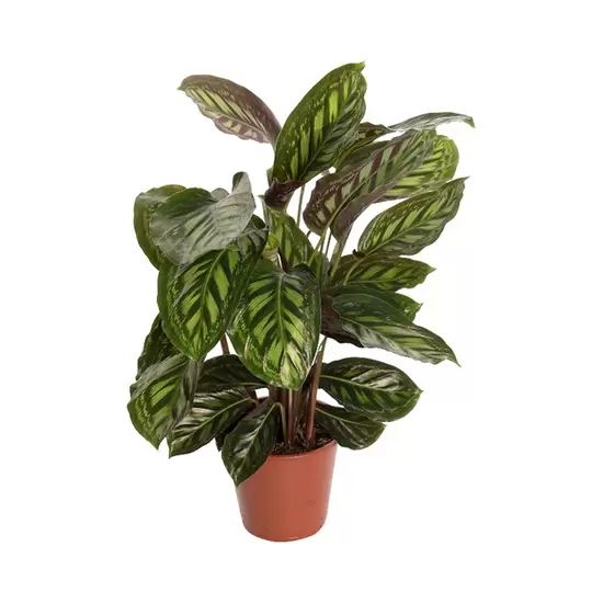 Calathea Flamestar