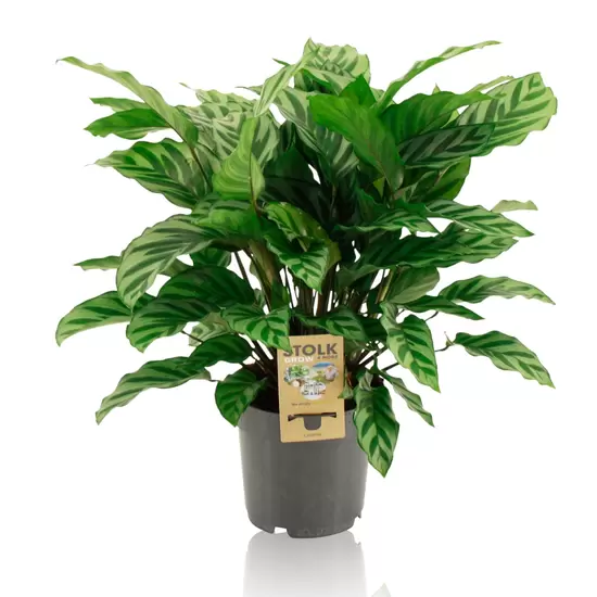 Calathea Freddie