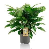 Calathea Freddie