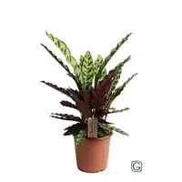 Calathea Insigne