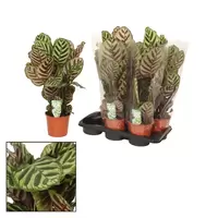 Calathea Makoyana