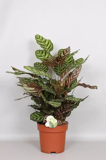 Calathea Makoyana p24
