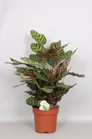 Calathea Makoyana p24