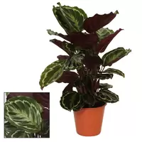 Calathea Medallion