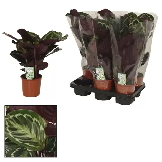 Calathea Medallion