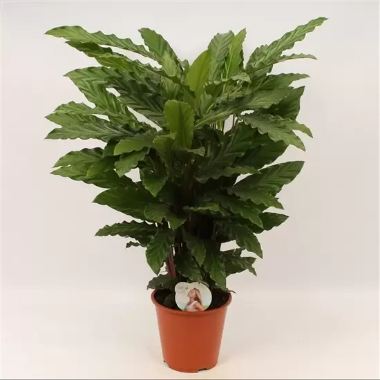 Calathea Mirosha