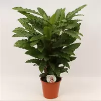 Calathea Mirosha