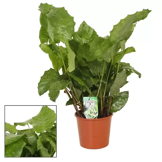 Calathea Network