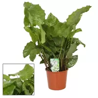 Calathea Network
