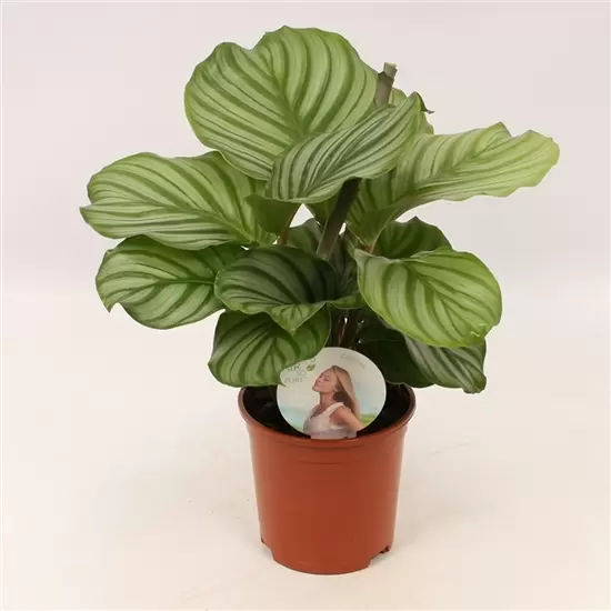 Calathea Orbifolia ASP P14