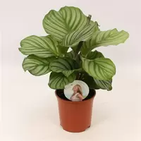Calathea Orbifolia ASP P14