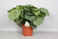 Calathea Orbifolia p24