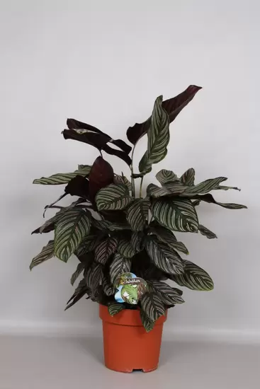 Calathea Ornata p24