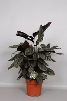 Calathea Ornata p24