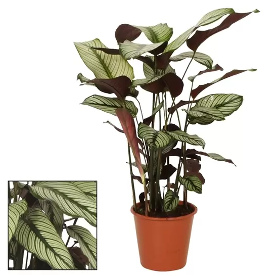 Calathea Whitestar