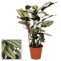 Calathea Whitestar