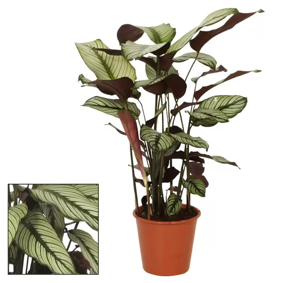 Calathea Whitestar p12
