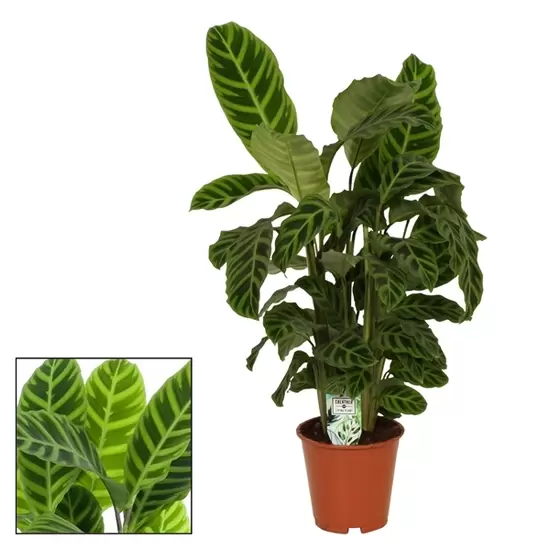 Calathea Zebrina