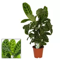 Calathea zebrina p14