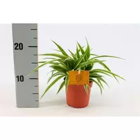 Chlorophytum ocean  P10.5 - afbeelding 2