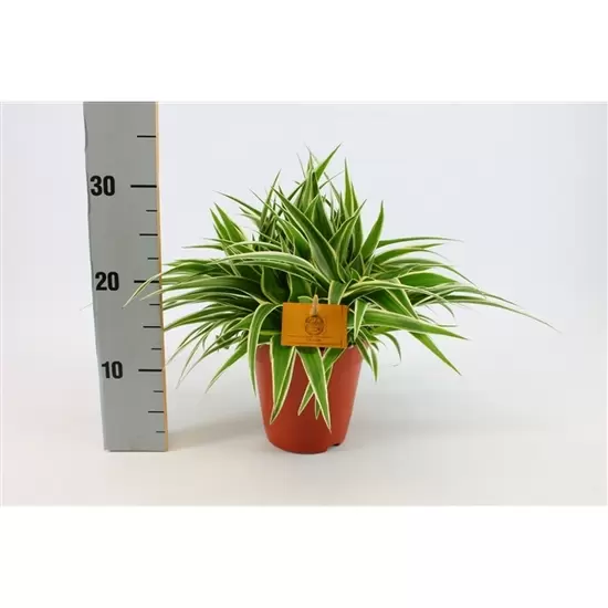 Chlorophytum ocean  P15