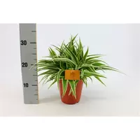 Chlorophytum ocean  P15
