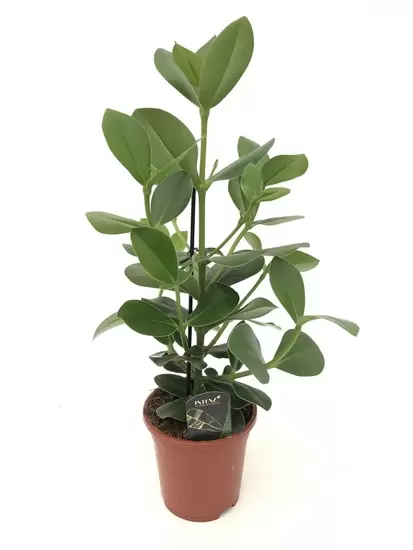Clusia Princess 17 cm pot