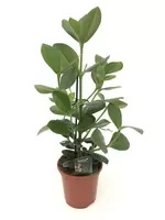 Clusia Princess 17 cm pot