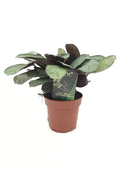 Ctenanthe Burle-Marxii