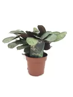 Ctenanthe Burle-Marxii