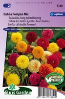 Dahlia Pompon Mix