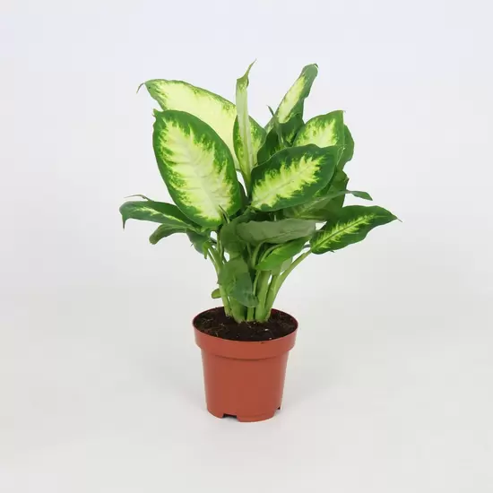 Dieffenbachia Camilla