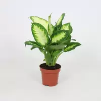 Dieffenbachia Camilla