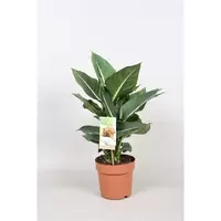 Dieffenbachia 'Green Magic'