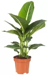 Dieffenbachia groen