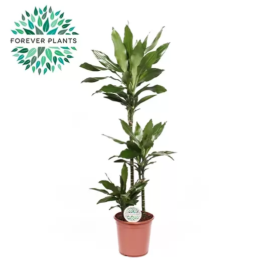 Dracaena fragans groen p24