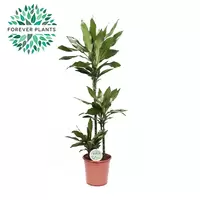 Dracaena fragans groen p24