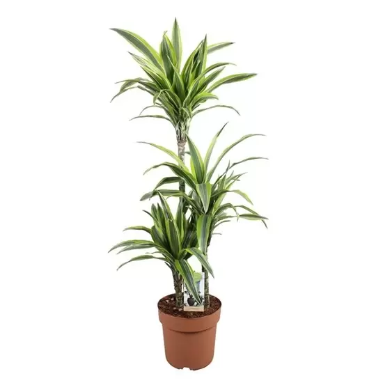 Dracaena fragans p24