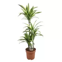 Dracaena fragans p24