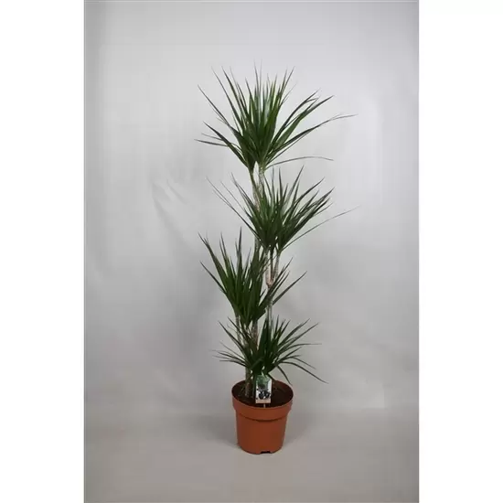 Dracaena marg. 90-60-30-15