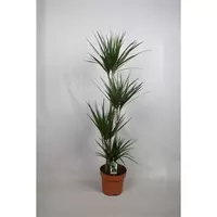 Dracaena marg. 90-60-30-15