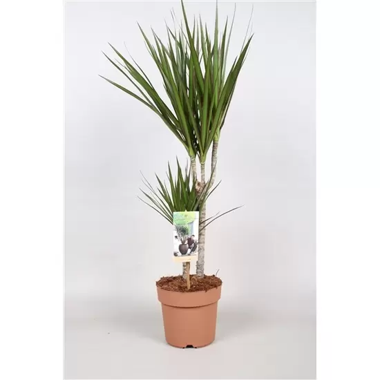 Dracaena Marginata 30+10 ASP