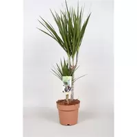 Dracaena Marginata 30+10 ASP