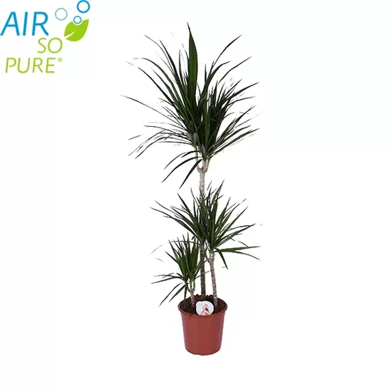 Dracaena marginata p24