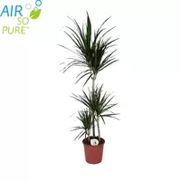 Dracaena marginata p24